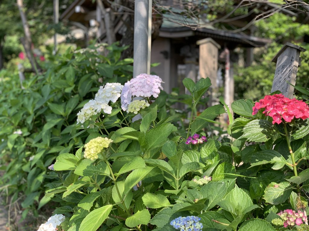 御霊神社　紫陽花