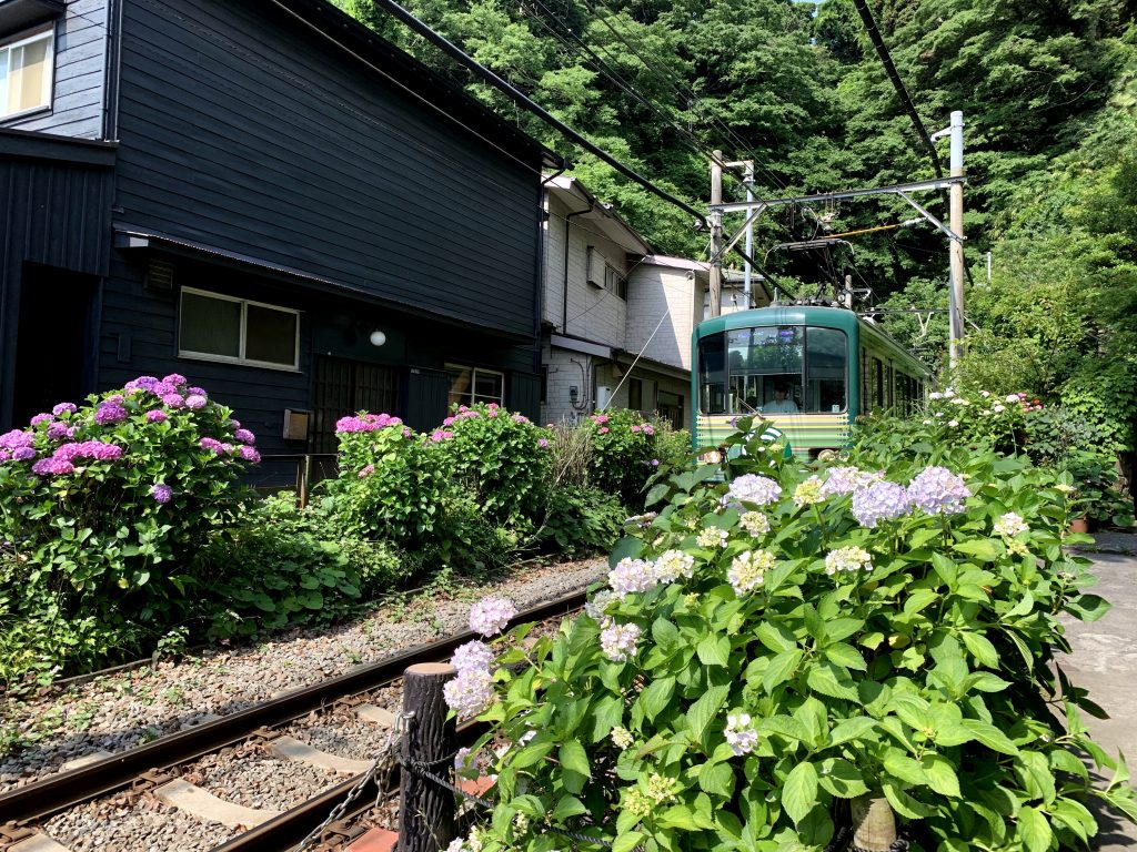 御霊神社　紫陽花