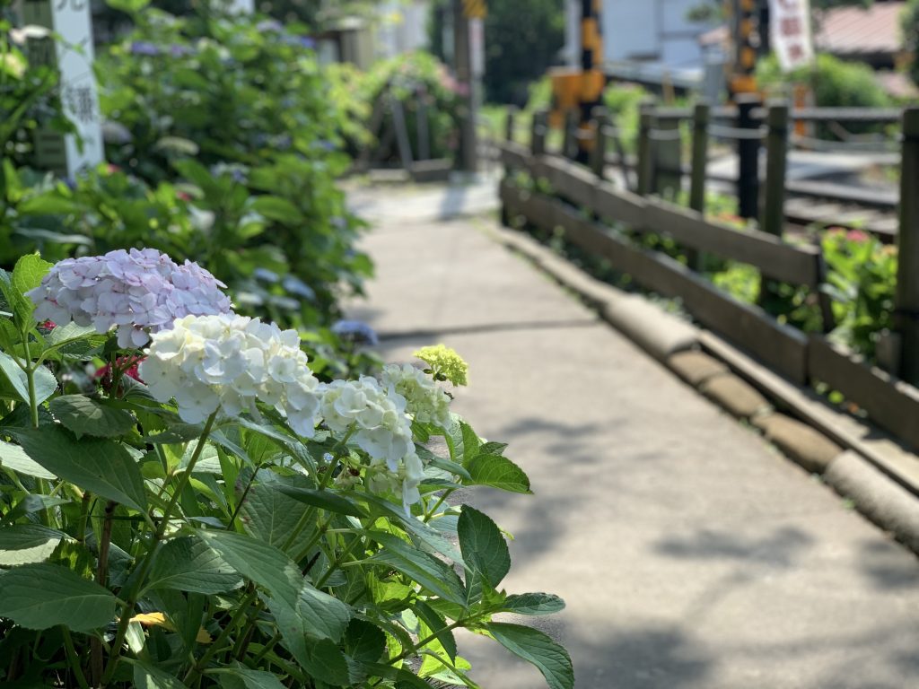 御霊神社　紫陽花