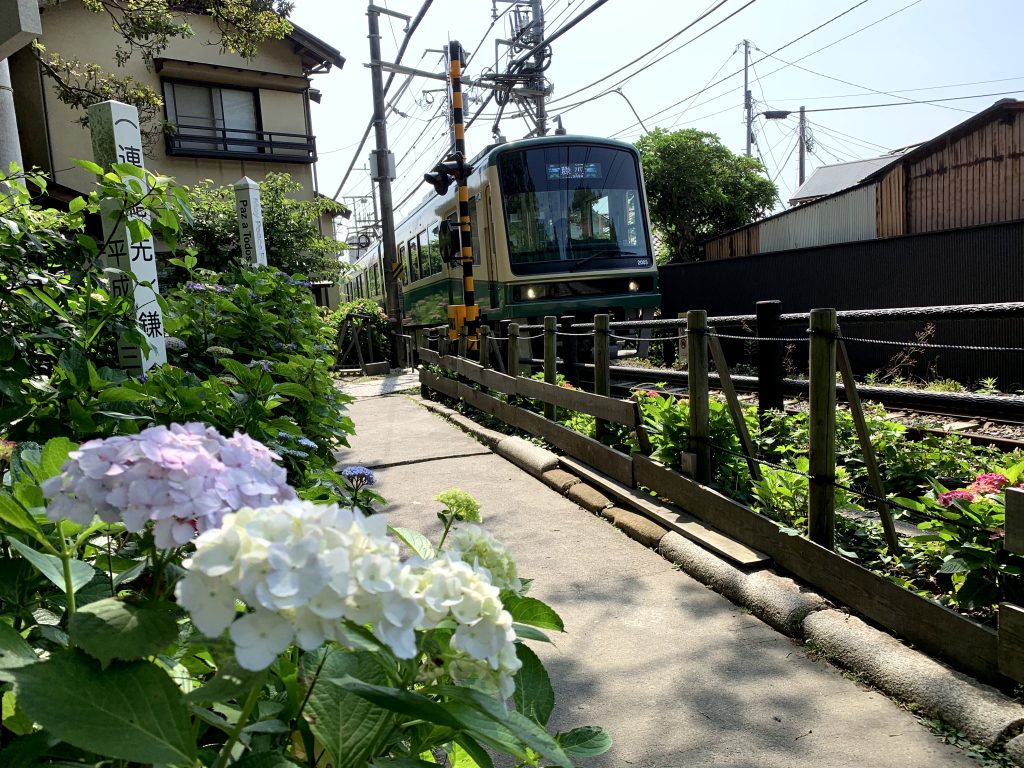 御霊神社　紫陽花