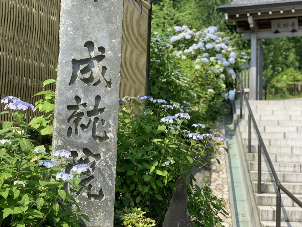 成就院　紫陽花