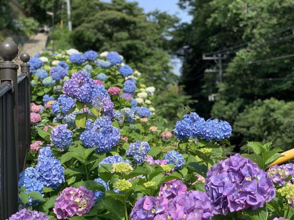 成就院　紫陽花