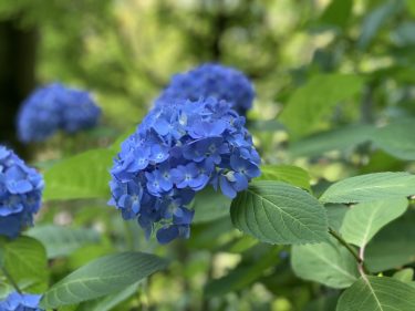 長谷の紫陽花-長谷寺・御霊神社・成就院-