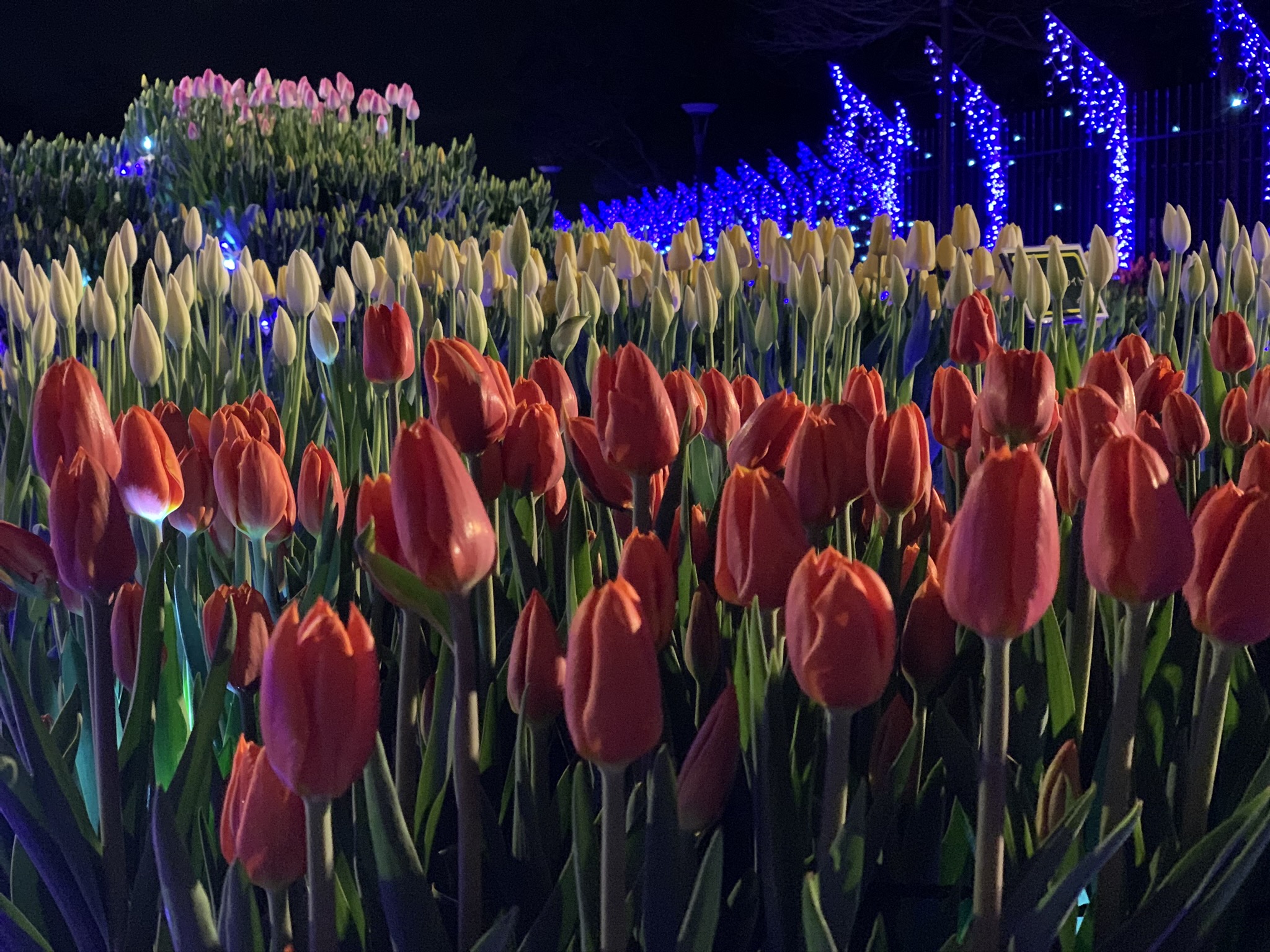 江の島イルミネーション画像