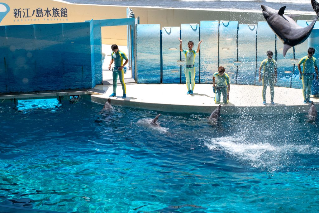 新江の島水族館 おでかけ