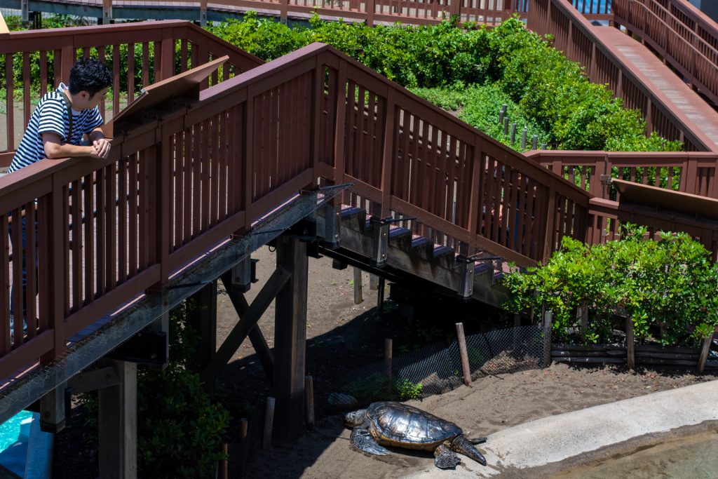 新江の島水族館 散歩