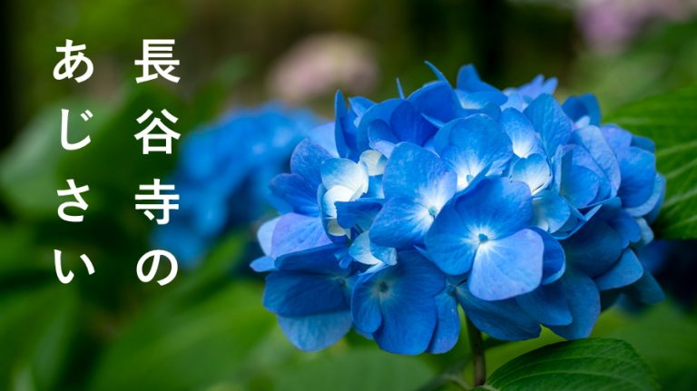 長谷寺のあじさい