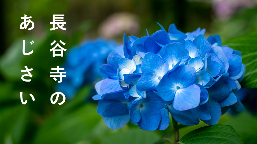 長谷寺のあじさい