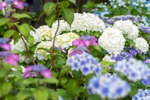 長谷寺　アジサイ